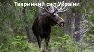 Презентація до уроку: "Тваринний світ України"