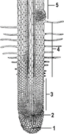 06031pau-7584-155x324.png