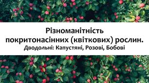 §31 Різноманітність покритонасінних (квіткових) рослин. Дводольні: Капустяні, Розові, Бобові