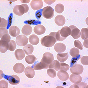 06031uki-c227-307x307.png