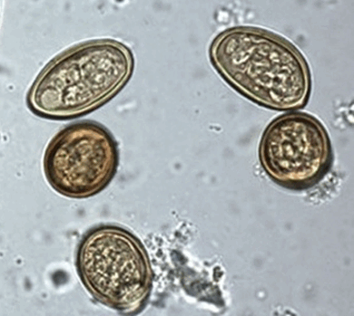 06031ul2-f7bb-390x349.png