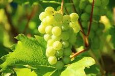 Найкращі Винні Сорти Винограду | Блог 🍇 СадоСад