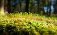 Cool Hd Wallpapers Close Up Macro Moss [1920x1080] - wallpapers post