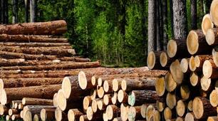 Виробництво деревини й паперу