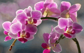 060321jx-c58e-209x133.png