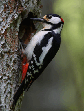 06032484-1e2a-290x385.png
