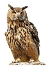 06032653-0b95-105x144.png