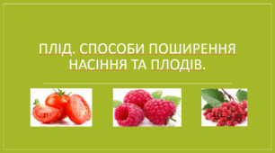 Презентація "Плід. Способи поширення насіння та плодів. НУШ"