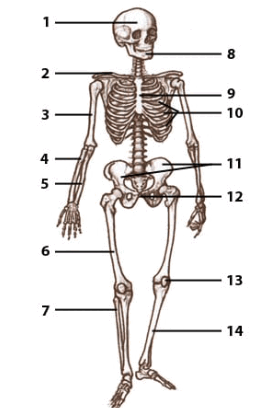 06032gpk-a43f-262x408.png