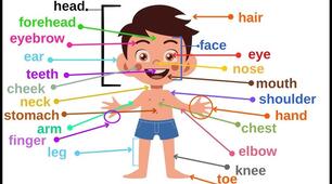 Body Parts/My favourite things 5 grade (Use of English and Listening)