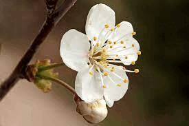 06032nei-0f9a-275x183.png
