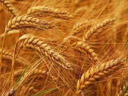 Озима пшениця Мілтон, Seed Grain, Канада Seed Grain купити за с доставкою