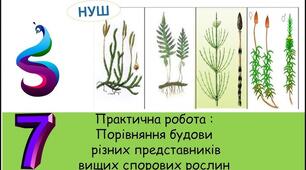 Практична робота " Порівняння будови різних представників вищих спорових рослин. "