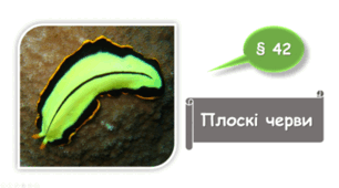   7 клас НУШ. Плоскі черви