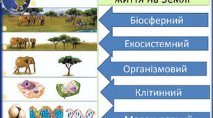 РІВНІ ОРГАНІЗАЦІЇ БІОСИСТЕМ ТА ЇХНІЙ ВЗАЄМОЗВ'ЯЗОК