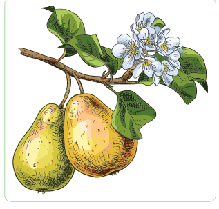 06033f6w-284c-317x303.png
