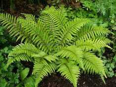 06033hm0-c30e-250x188.jpg