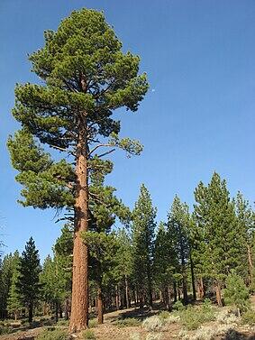 06033jiv-ce5f-283x377.jpg