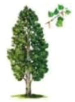 06033kpm-9db8-150x204.png
