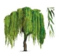 06033kpr-4157-243x224.png