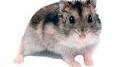Контроль читання. Reading.    "Caring for a pet hamster"