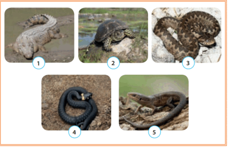 06033tcb-f287-449x289.png