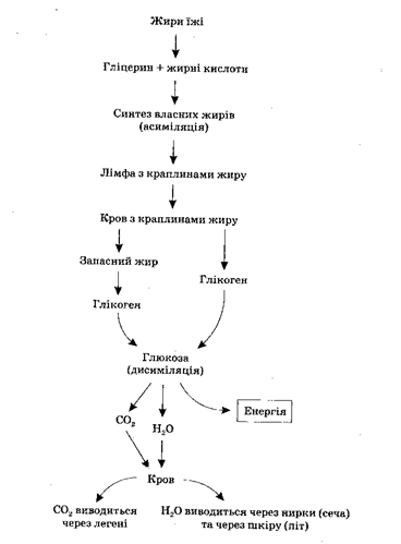 06033yss-bbe4-368x499.png