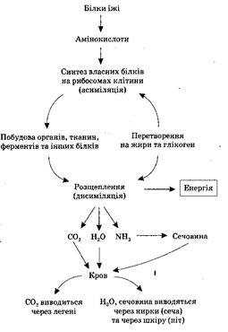 06033ysy-2033-255x370.png