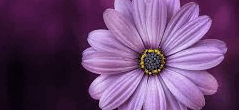 06033z7v-ed83-239x110.png