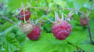Утворення плодів. Різноманітність плодів та їх поширення. НУШ