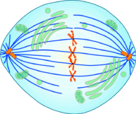 06034bmg-38fc-193x161.png