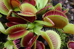 06034g45-e55c-240x159.png