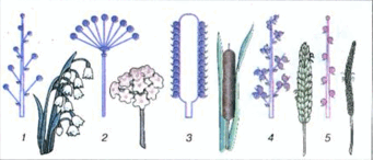 06034g61-679a-315x135.png