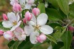 06034g6s-7136-153x102.jpg