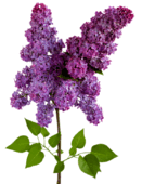 06034ga0-7481-131x170.png