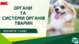 Органи  та  системи органів тварин