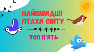 Найшвидші птахи світу. (Топ п'ять)