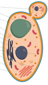 060351c0-1a38-205x357.png