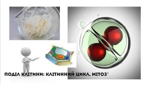 Поділ клітини: клітинний цикл, мітоз