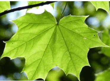 060351qv-9fe1-371x272.png