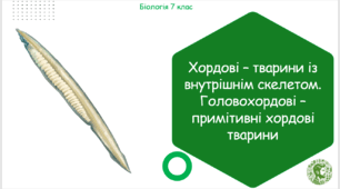 Презентація, конспект уроку та робочі аркуші на тему "Хордові – тварини із внутрішнім скелетом. Головохордові – примітивні хордові тварини". 7 клас НУШ