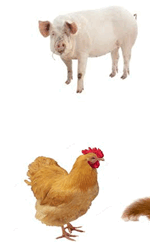 06035atd-cc5d-150x242.png