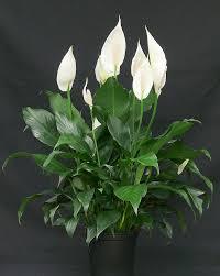 06035bp0-e0e9-200x251.jpg