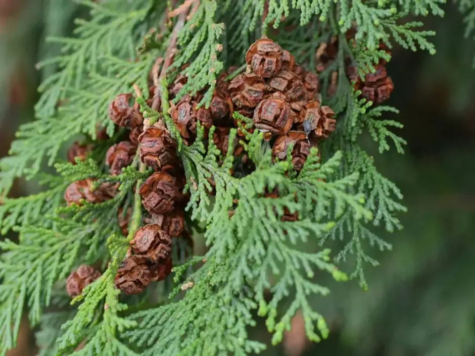 06035hto-5ed4-940x705.webp