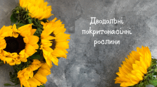 Дводольні покритонасінні рослини.
