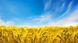 Складнопідрядне речення 