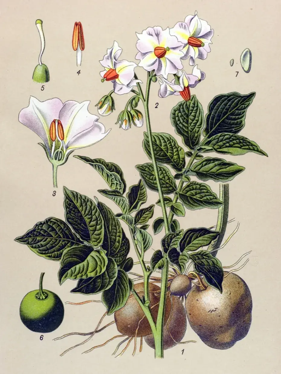 06035lw9-1e2d-930x1237.webp