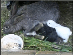 06035sby-d460-242x180.png