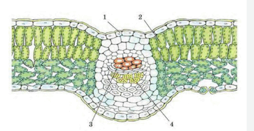06035sfy-91a0-519x269.png