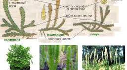 Спорові рослини